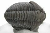 Long Prone Flexicalymene Trilobite - Mt Orab, Ohio #224953-1